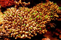 These little, green creatures hid well inside the coral w... by Stein A. Mollerhaug 